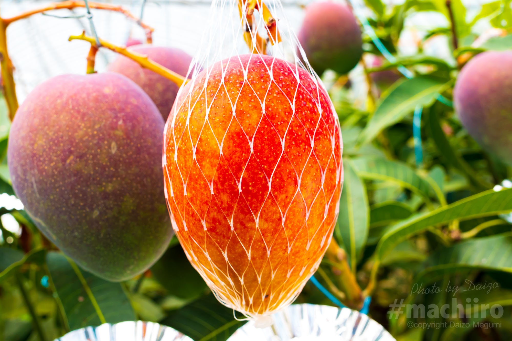 奄美フルーツファーム - 奄美の太陽の光をいっぱい浴びた美味しい 